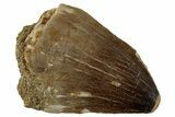 Large, Fossil Mosasaur (Prognathodon) Tooth - Morocco #262818-1